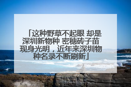 这种野草不起眼 却是深圳新物种 密穗砖子苗现身光明，近年来深圳物种名录不断刷新